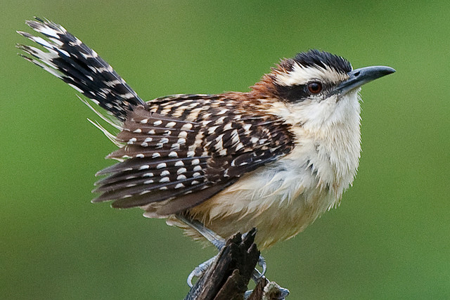 Photo (1): Rufous-naped Wren