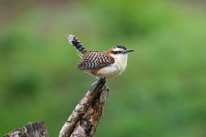 Photo (3): Rufous-naped Wren