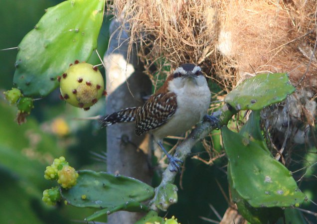 Photo (19): Rufous-naped Wren