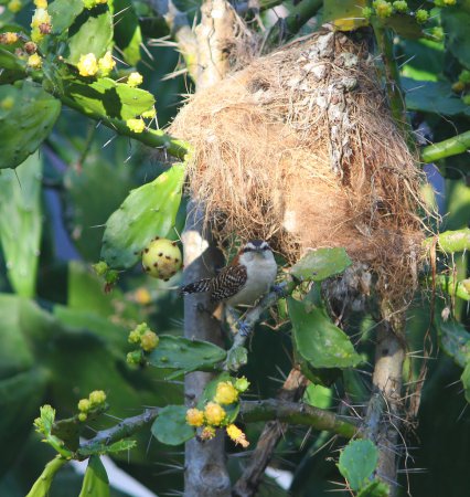 Photo (20): Rufous-naped Wren
