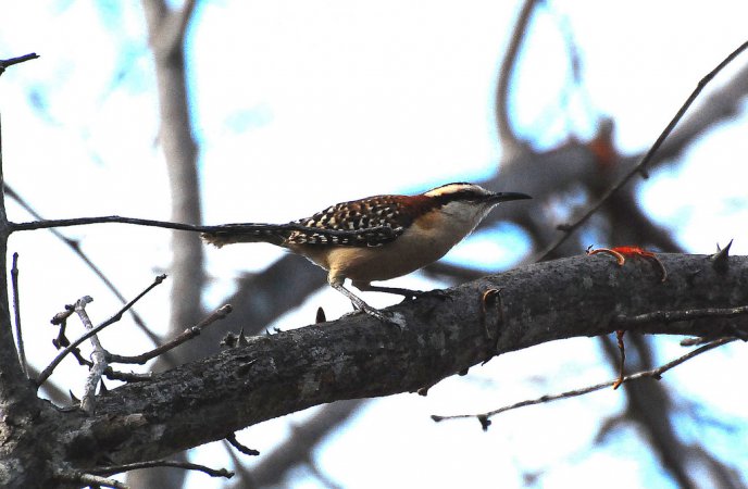 Photo (18): Rufous-naped Wren