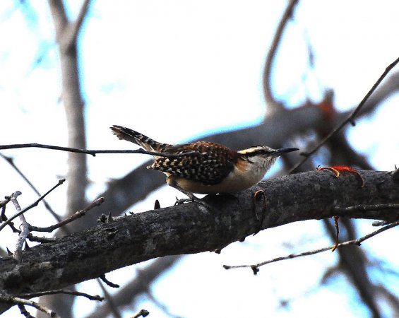 Photo (15): Rufous-naped Wren