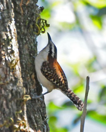 Photo (9): Rufous-naped Wren