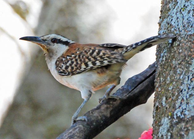 Photo (6): Rufous-naped Wren