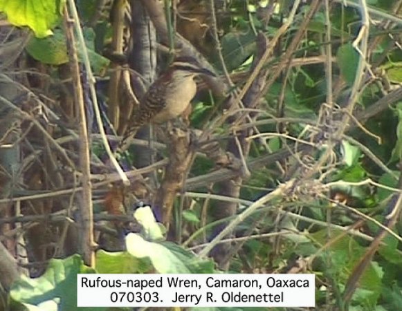 Photo (14): Rufous-naped Wren