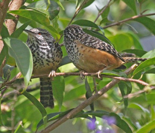 Photo (2): Band-backed Wren