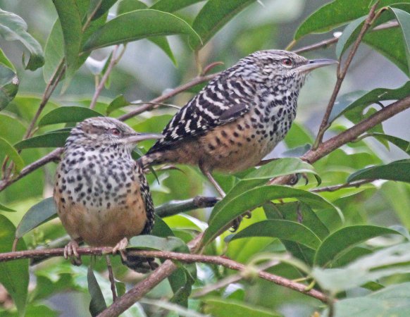 Photo (1): Band-backed Wren
