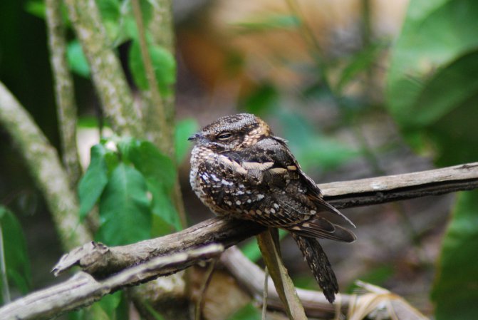 Photo (1): White-tailed Nightjar