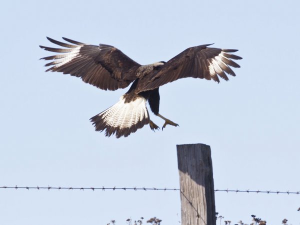 Photo (21): Crested Caracara
