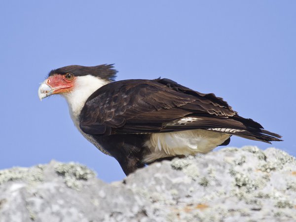 Photo (19): Crested Caracara