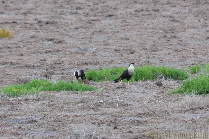 Photo (20): Crested Caracara