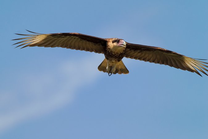 Photo (18): Crested Caracara