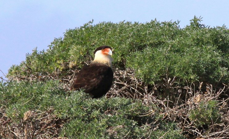 Photo (13): Crested Caracara