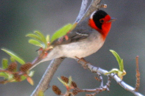 Photo (10): Red-faced Warbler