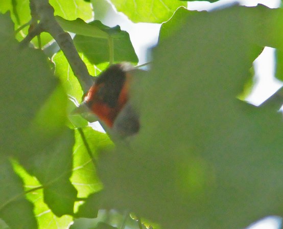 Photo (11): Red-faced Warbler