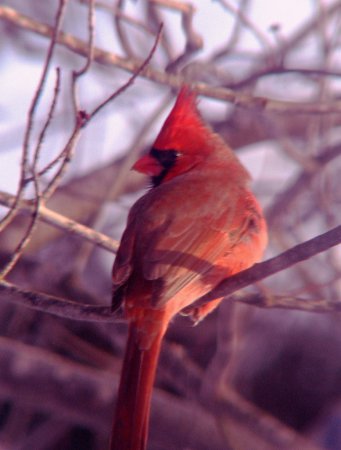 Photo (16): Northern Cardinal