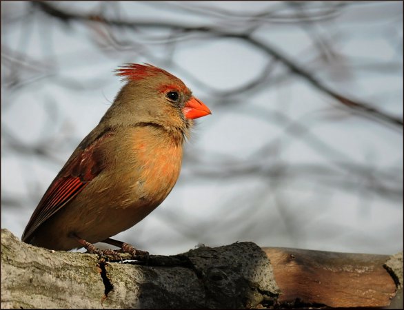 Photo (4): Northern Cardinal