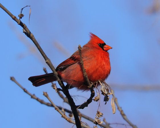 Photo (5): Northern Cardinal