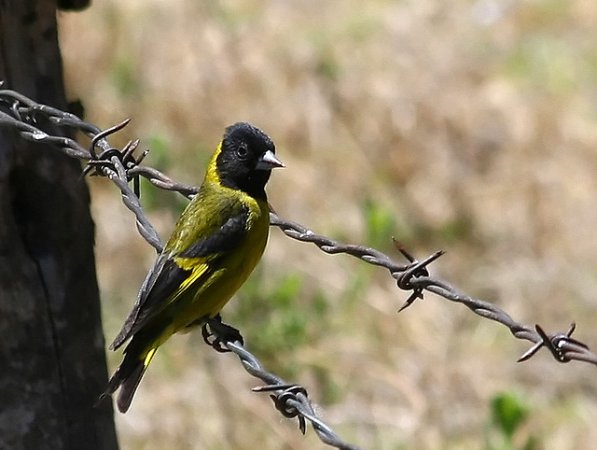 Photo (1): Black-headed Siskin
