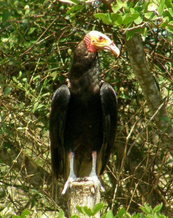 Photo (7): Lesser Yellow-headed Vulture