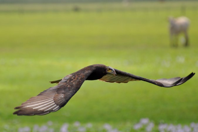 Photo (11): Lesser Yellow-headed Vulture