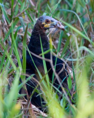 Photo (9): Lesser Yellow-headed Vulture