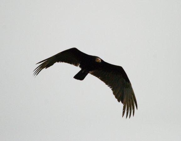 Photo (16): Lesser Yellow-headed Vulture
