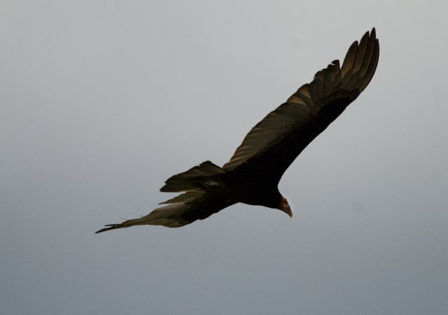 Photo (22): Lesser Yellow-headed Vulture