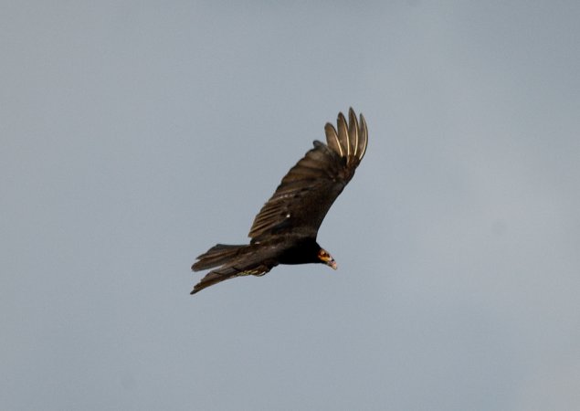 Photo (8): Lesser Yellow-headed Vulture