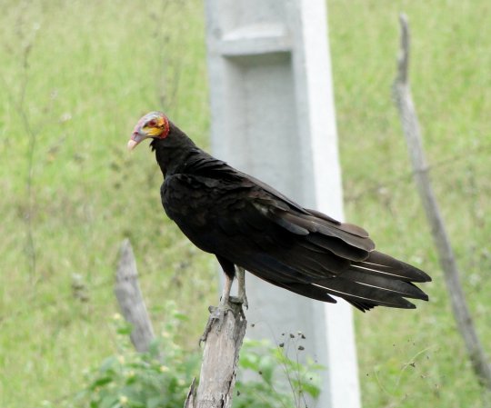 Photo (1): Lesser Yellow-headed Vulture
