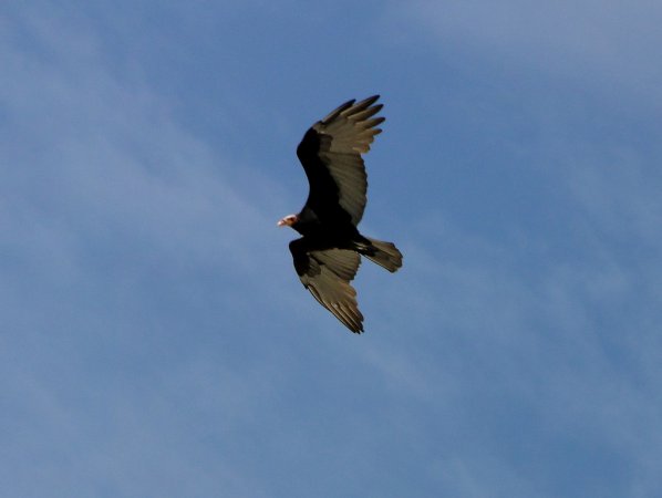 Photo (21): Lesser Yellow-headed Vulture