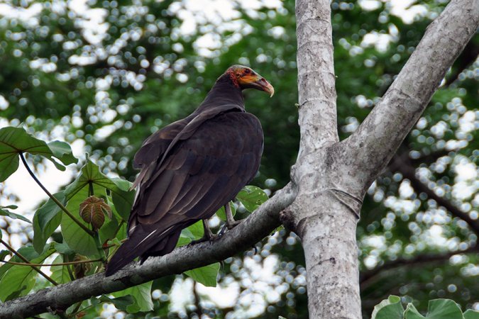 Photo (3): Lesser Yellow-headed Vulture