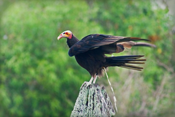 Photo (19): Lesser Yellow-headed Vulture