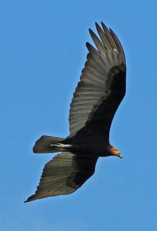 Photo (20): Lesser Yellow-headed Vulture