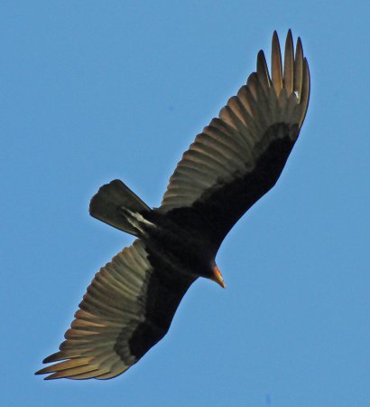 Photo (17): Lesser Yellow-headed Vulture