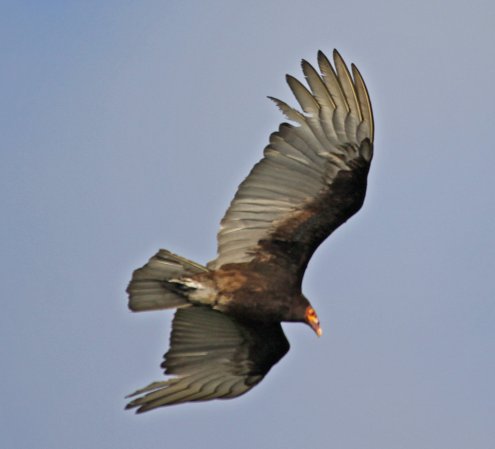 Photo (18): Lesser Yellow-headed Vulture