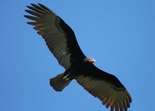 Photo (2): Lesser Yellow-headed Vulture