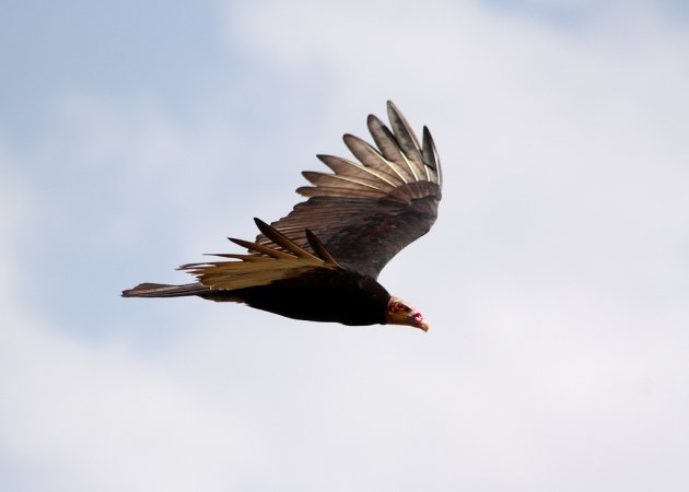 Photo (6): Lesser Yellow-headed Vulture