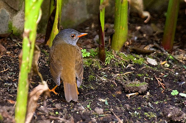 Photo (3): Orange-billed Nightingale-Thrush