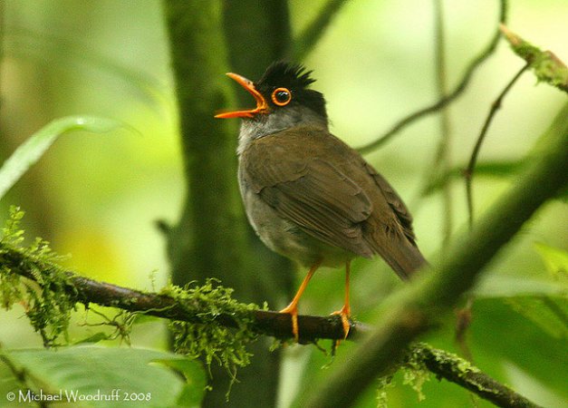 Photo (5): Black-headed Nightingale-Thrush