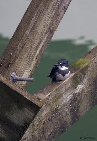 Photo (13): Belted Kingfisher