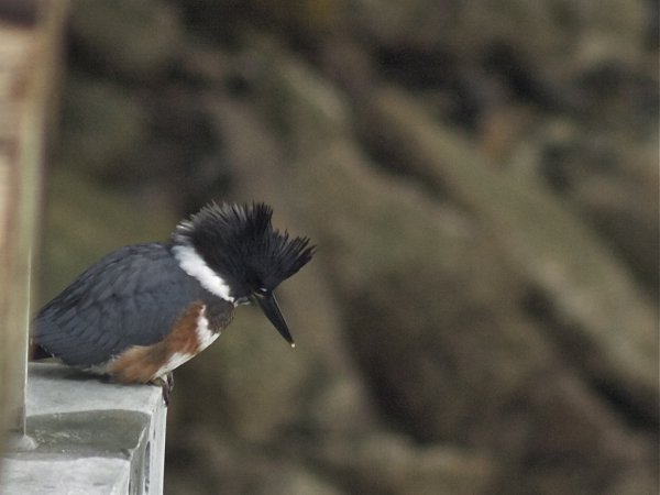 Photo (21): Belted Kingfisher