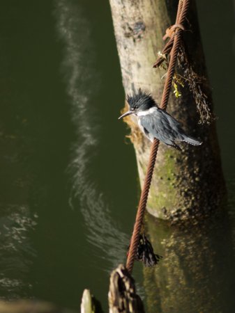 Photo (19): Belted Kingfisher