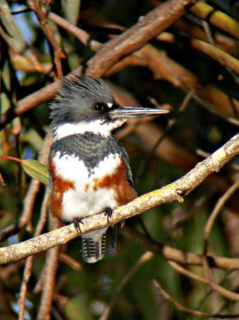 Photo (15): Belted Kingfisher