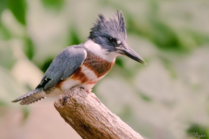 Photo (2): Belted Kingfisher