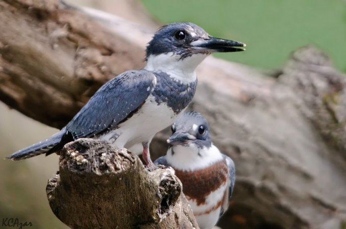 Photo (5): Belted Kingfisher