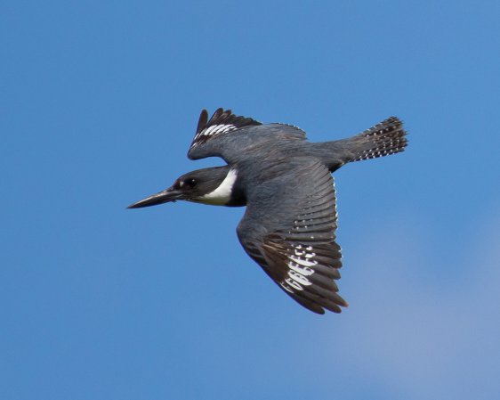 Photo (6): Belted Kingfisher