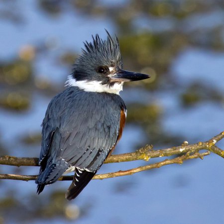 Photo (9): Belted Kingfisher