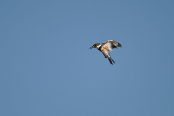 Photo (17): Belted Kingfisher