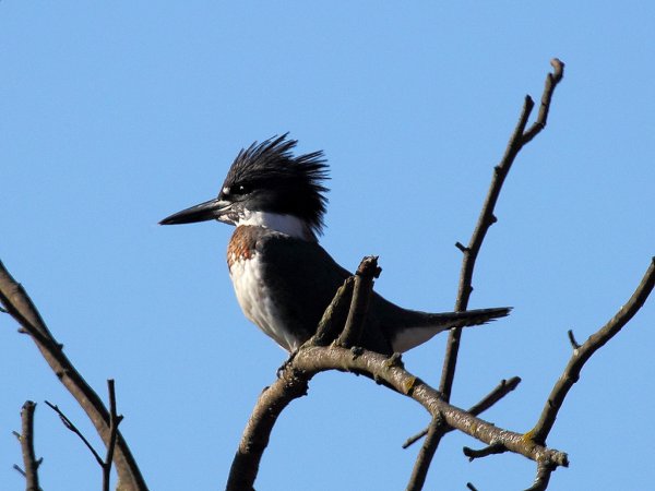 Photo (20): Belted Kingfisher